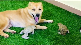 Bullfrog sounds funny bullfrog vs dog [upl. by Naruq593]