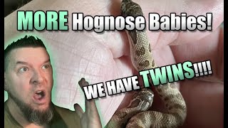 TWIN hognose babies Last clutch of the year [upl. by Urbani]