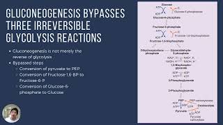 Gluconeogenesis [upl. by Fulcher]