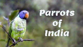 Parrots of India  Different species of parrots in India  भारतीय तोते  கிளிகள்  തത്തകൾ  पोपट [upl. by Hong]