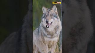 Top 5 most dangerous wolves in the world shorts viralvideo facts [upl. by Aicilehp]