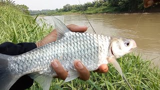 Racikan Umpan Jitu Ikan Tawes Sirip Merah Beles Balar Buatan Istri Langsung di Tes [upl. by Anirok]