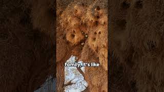 Incredible Nests of The Social Weaver Birds [upl. by Arodoet]