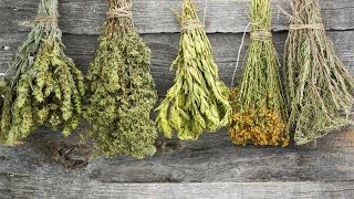 How to Dry Herbs [upl. by Isnan]