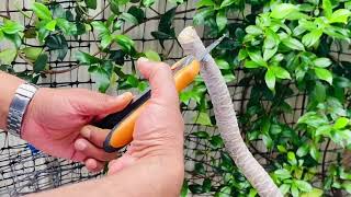 How to propagate Dracaena Marginata  Stem Cuttings of Dracaena Black Knight Plant of the Week [upl. by Akirdnwahs]