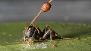 Science Bulletins Fungus Brainwashed Ancient Ants [upl. by Maclean]