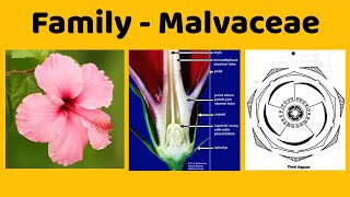 Family Malvaceae Economic Importance of Family Malvaceae [upl. by Woodring583]