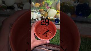 Molly giving birth aquarium guppy petfish petsvlog shortvlog guppybreeding mollyfry guppyfry [upl. by Oinesra645]