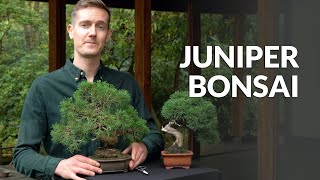 Juniper Bonsai tree care [upl. by Marteena474]