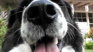 Black And White Dog Josie Sniffs Camera [upl. by Navar]