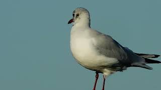 Common Gull [upl. by Akim]