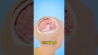 COMO FUNCIONA CIRURGIA CEREBRAL 😬 shorts [upl. by Adranoel23]