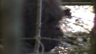 Patterson  Gimlin Bigfoot Footage  Finding Bigfoot [upl. by Ellevehs746]