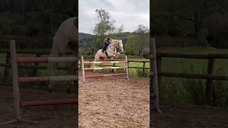 Just Ivy amp her best friend horse equestrian horselover horseriding showjumping stallion [upl. by Jamill]