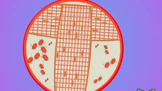 04 Trehalose and insect circulation [upl. by Naret]