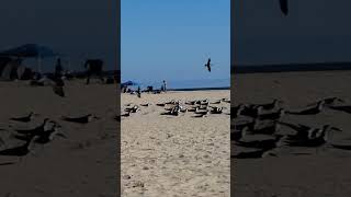 Endangered Black Skimmers [upl. by Haek]