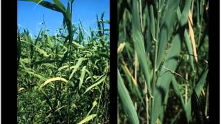 Native or non native Phragmites June 2015 [upl. by Rodmann]