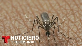 Hombre muere por el Zika en P Rico en menos de 24 horas  Noticiero  Noticias Telemundo [upl. by Africa103]