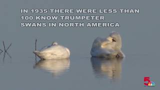 Trumpeter Swans making comeback in the Riverlands [upl. by Llechtim653]