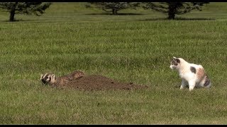 Badger Vs Cat in Yard [upl. by Karylin]