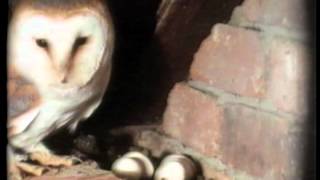 DavidCobhams THE PRIVATE LIFE OF THE BARN OWL  introduced by Sir David Attenborough I wildlife [upl. by Harrus]