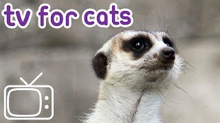 Cat TV Meerkats for cats to watch [upl. by Namron]