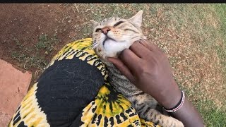 petting my cat [upl. by Shay]