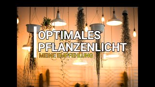 Pflanzenlampe  nur EINE Lampe für VIELE Pflanzen Pflanzenlicht [upl. by Magnien380]