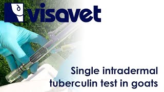 Single intradermal tuberculin test in goats [upl. by Almeta509]