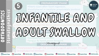 Adult Swallow  Deglutition  Infantile Swallow  Dr Paridhi Agrawal [upl. by Abih631]