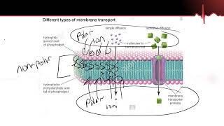 Cell Membrane Transport Part 1 Simple Diffusion Osmosis Facilitated Diffusion [upl. by Noirb]