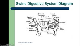 Types of Livestock Digestive Systems [upl. by Klapp]