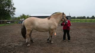 Fjord Horse International Show Dream Chaser Bud Flora [upl. by Baer]