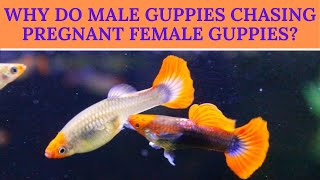 Why Do Male Guppies Chasing Pregnant Female Guppies [upl. by Maida]