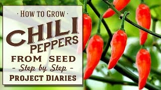 ★ How to Grow Chili Peppers from Seed A Complete Step by Step Guide [upl. by Ahsikal]