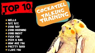 Top 10 Cockatiel Talking Traning Teach Your Cockatiel to Talk Cockatiel Talking Practice [upl. by Airamat8]