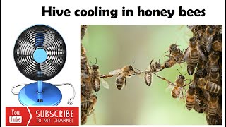 Social Temperature regulation in Honey bees [upl. by Madra]