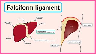 falciform ligament [upl. by Iccir]