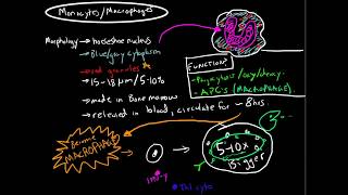 Immunology  Monocytes and Macrophages [upl. by Llehcram478]