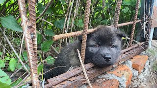 The poor puppy who lost his motherwas rescued and kept jumping for joyThe puppy was adopted by me [upl. by Trautman550]