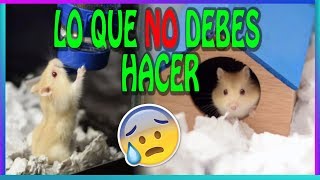 EL PRIMER DIA DEL HAMSTER EN CASA [upl. by Moth]