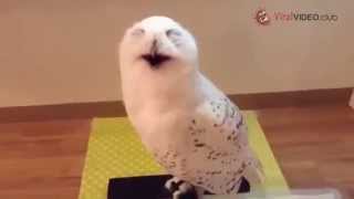 LAUGHING OWL LIKE A PERSON [upl. by Ogir]