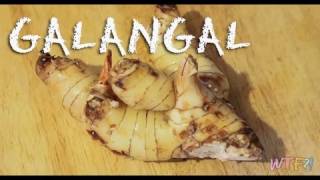 What Is Galangal  How to Make Candied Galangal Recipe [upl. by Latif]