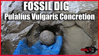 Fossil digging in Washington State Pulalius Vulgaris Concretions [upl. by Jonell]