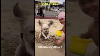 Funniest Cats and Dogs Videos 🐶🐱 short funnycats shortvideo funnycatvideos trynottolough [upl. by Nims]