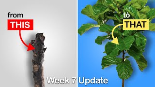 Easy way to get more branches on your Fiddle Leaf Fig or Rubber Tree Week 7 Update [upl. by Susy]