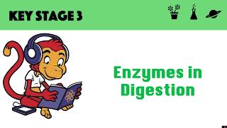 Enzymes in digestion [upl. by Root]