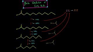 Beta Oxidation and Fatty Acid Oxidation EVERYTHING YOU NEED TO KNOW BIOCHEMISTRY MCAT [upl. by Annahpos]