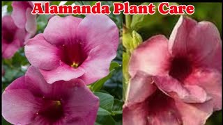 Allamanda Plant  How to Grow amp Care Flowering Secret आलामंडा पौधे को घर पर कैसे उगाएं [upl. by Reiner517]