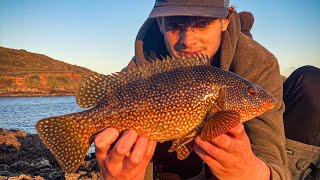 Lure fishing for Wrasse  the good the bad and the ugly [upl. by Imef]